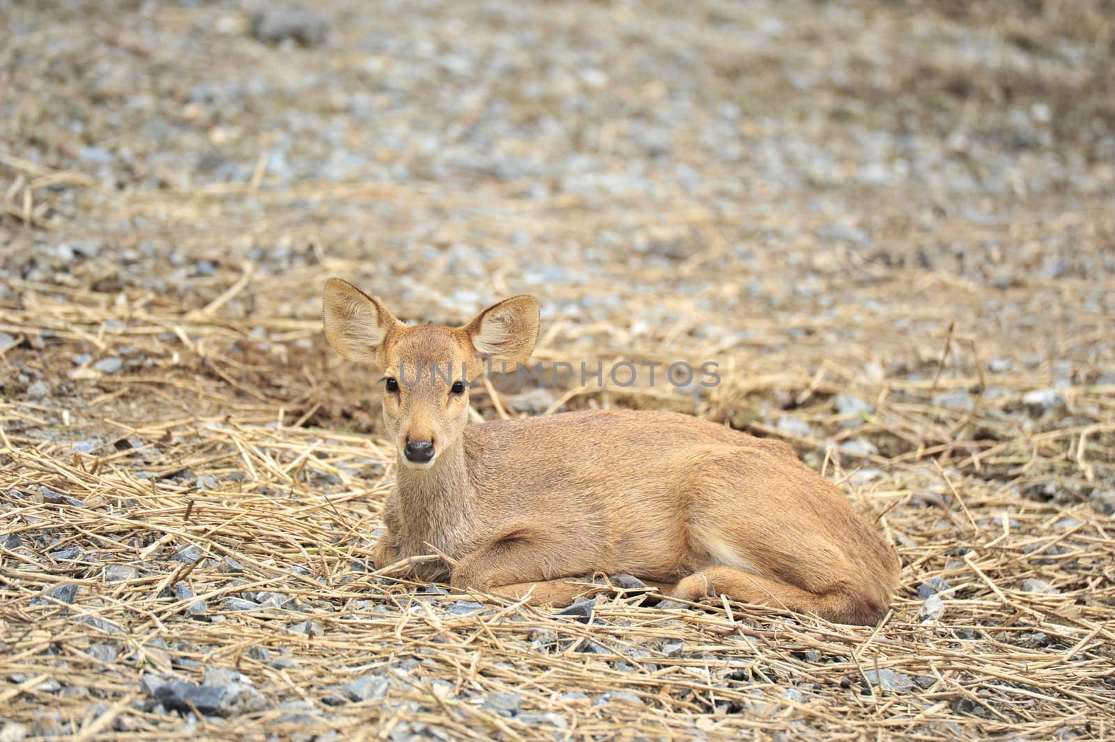 Fawn