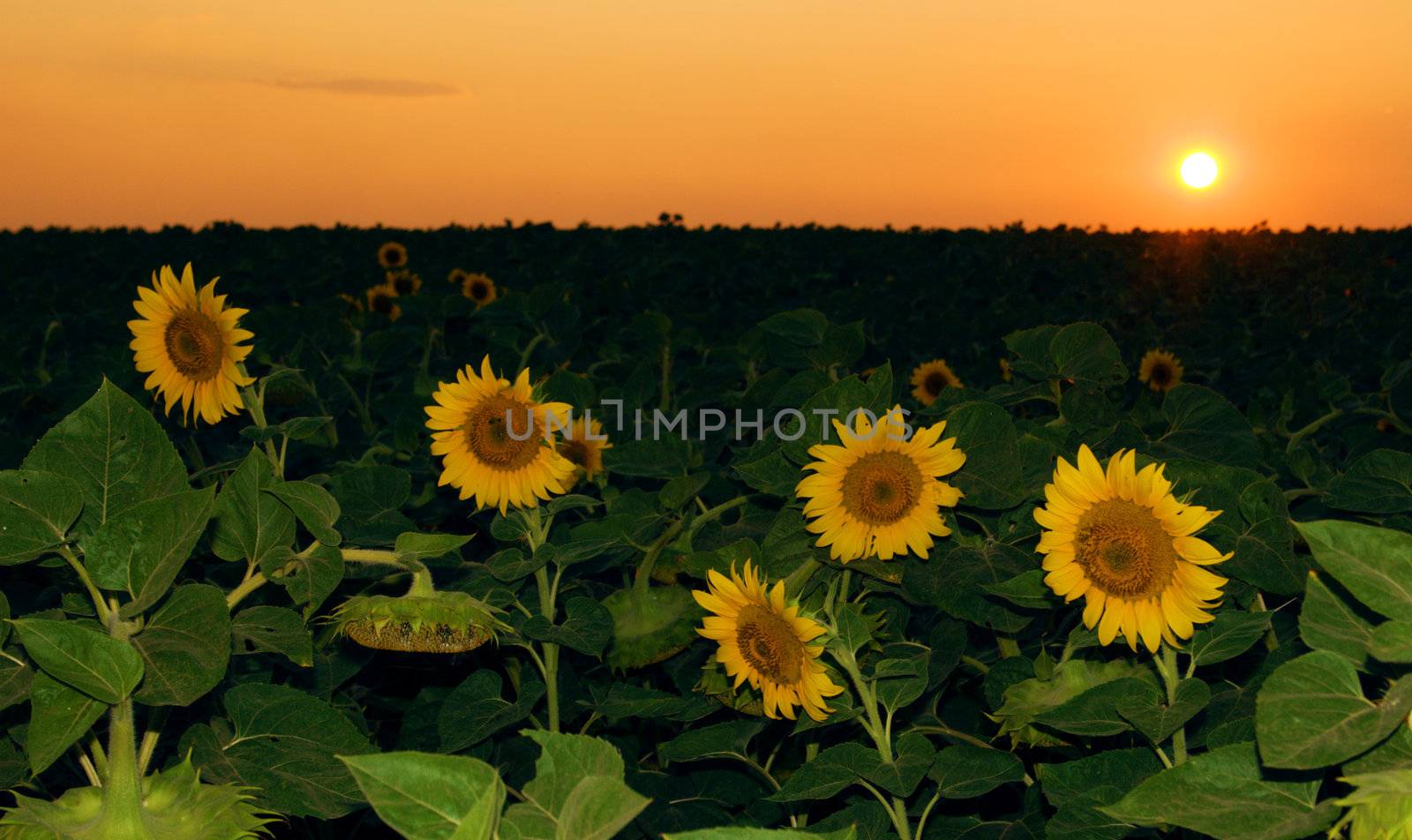 Sunflower field in the sunset