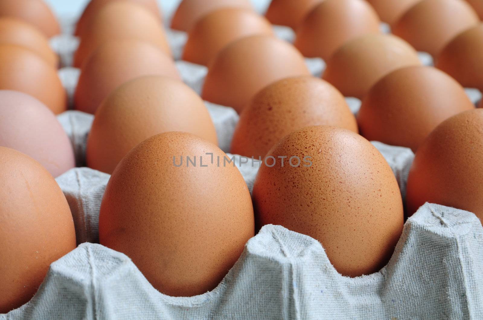 Eggs in Carton