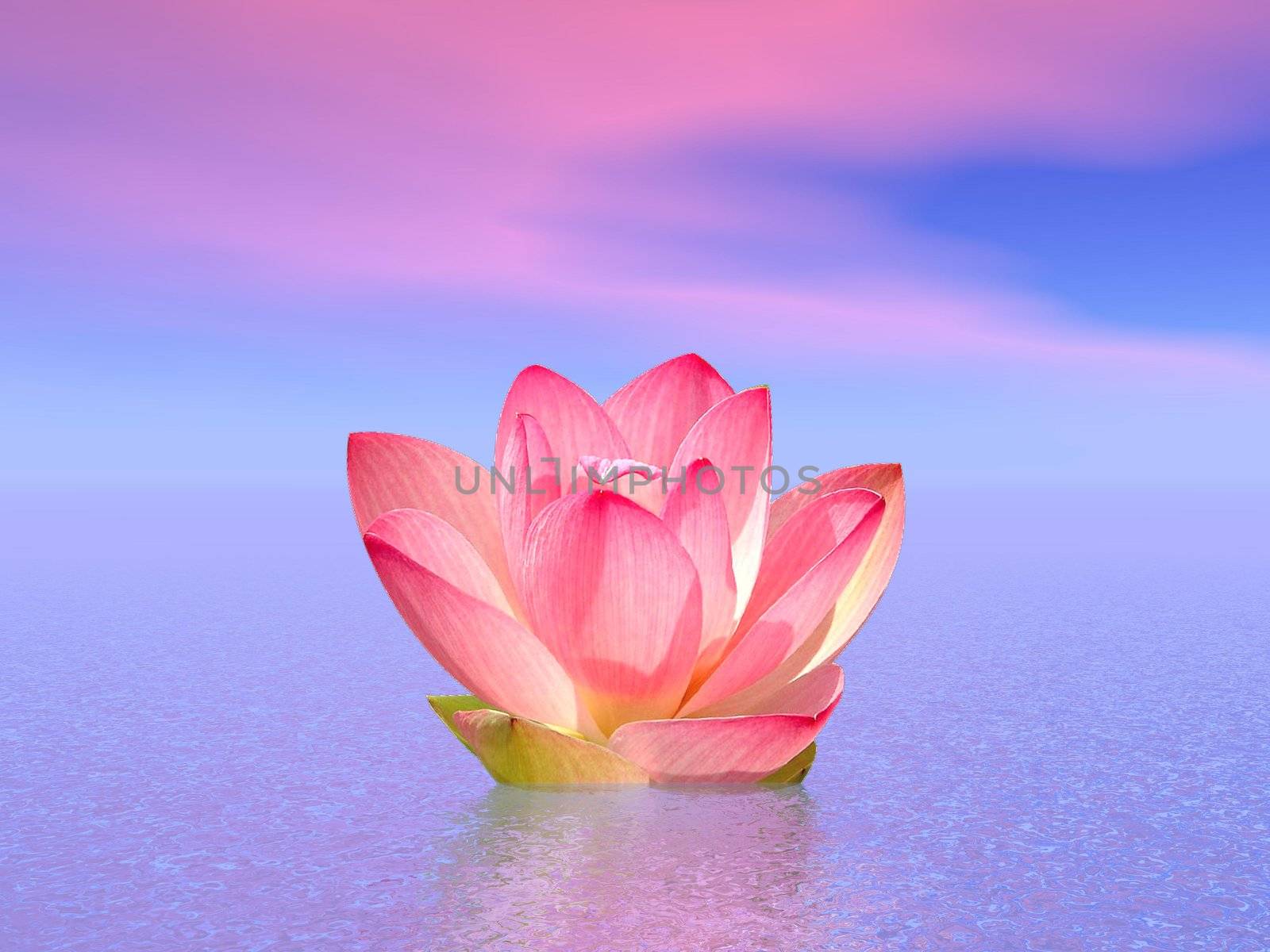 Pink lily flower on the water under cloudy morning sky