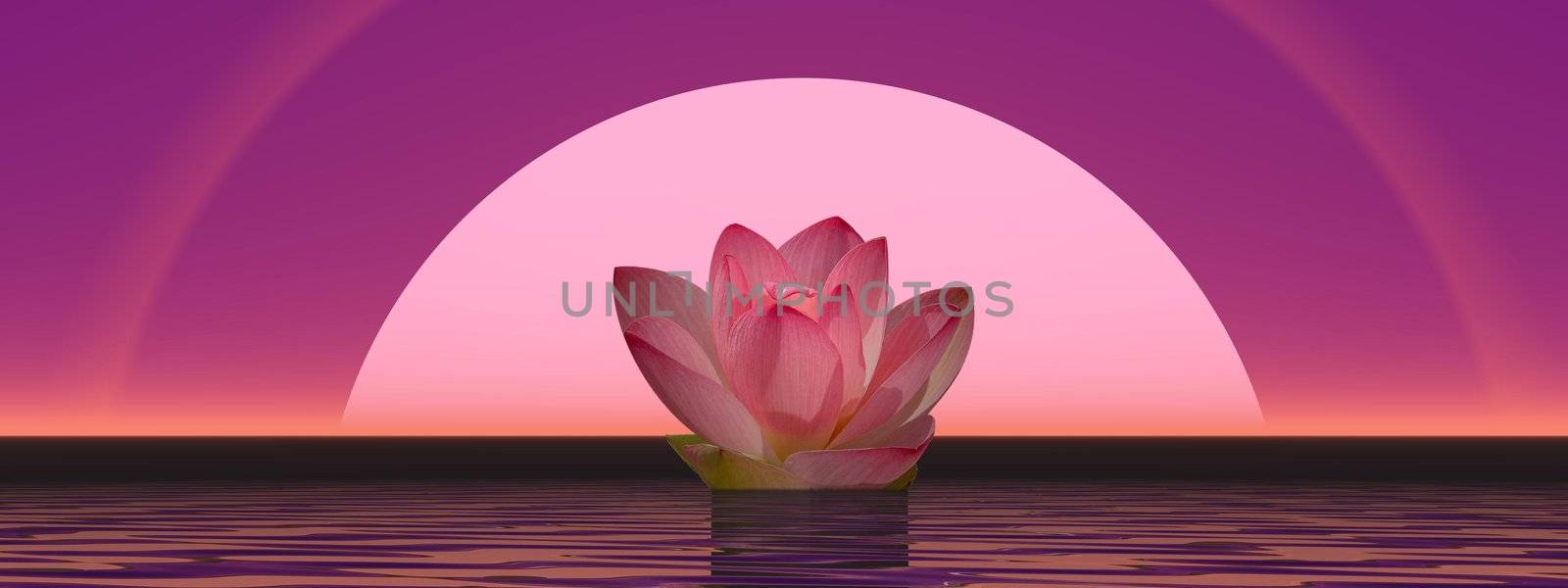 Pink lily flower on water in front of moon or sun with halos