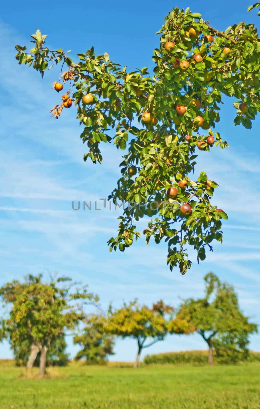 branch with ripe apples by Jochen