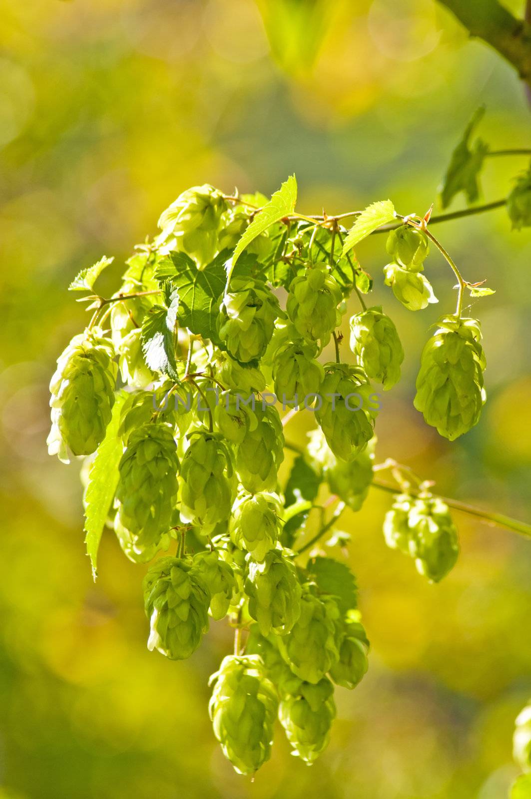 hop with colorful, blurred background by Jochen