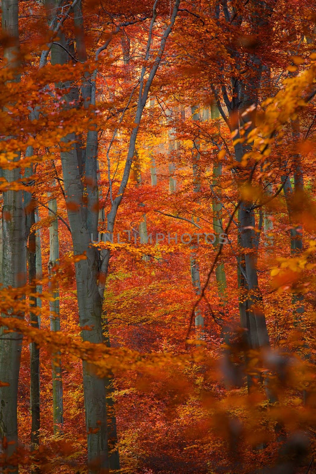 Vivid autumn forest with colorful leaves