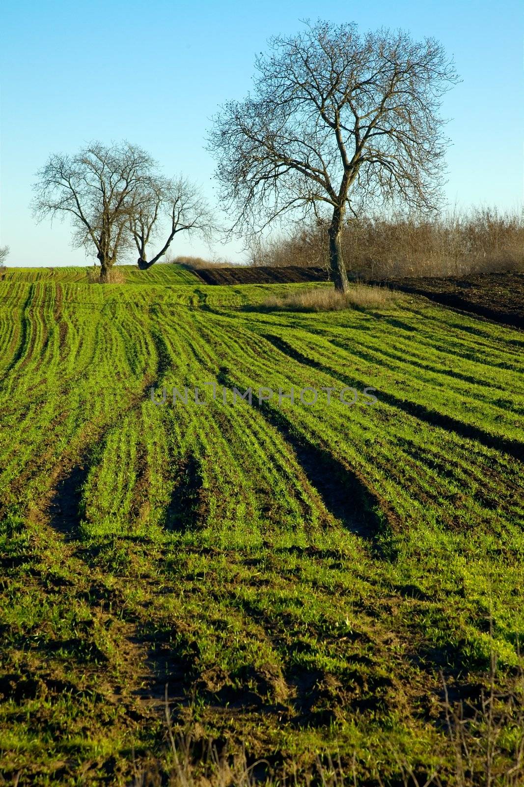 agricultural field with some trees