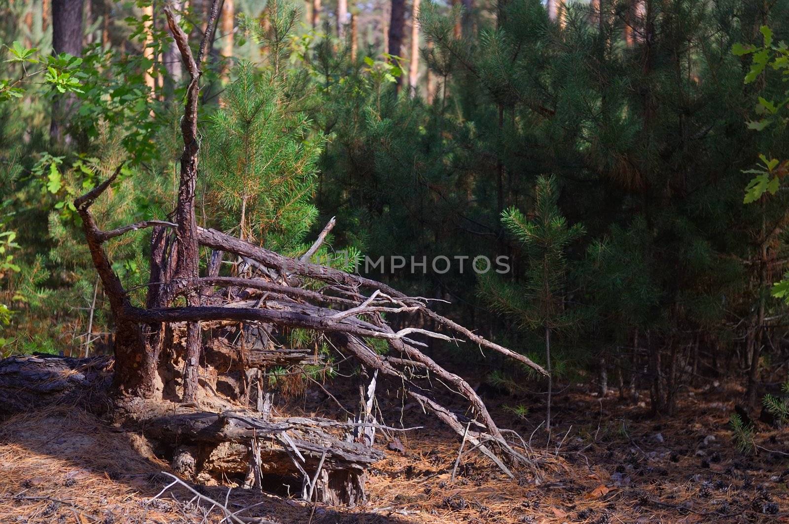 roots of pine by kasim