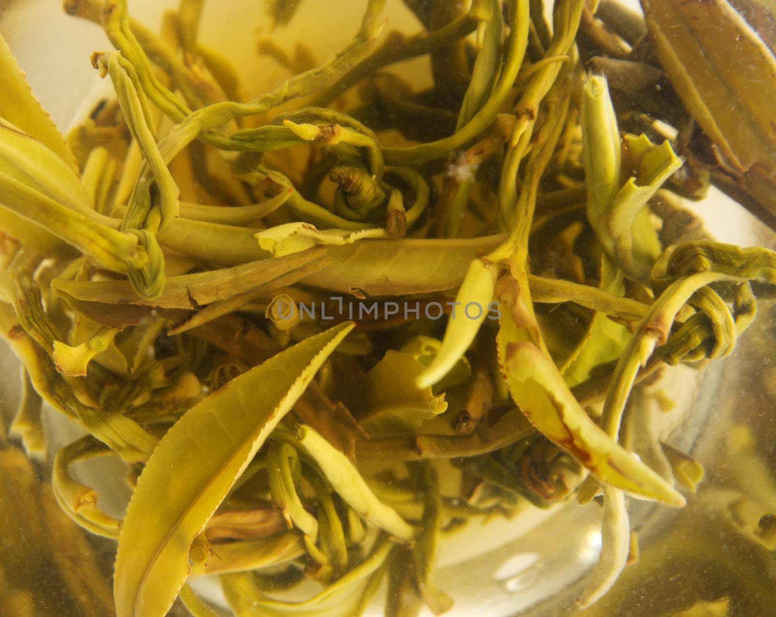 Closeup picture of white tea leaves in glass cup