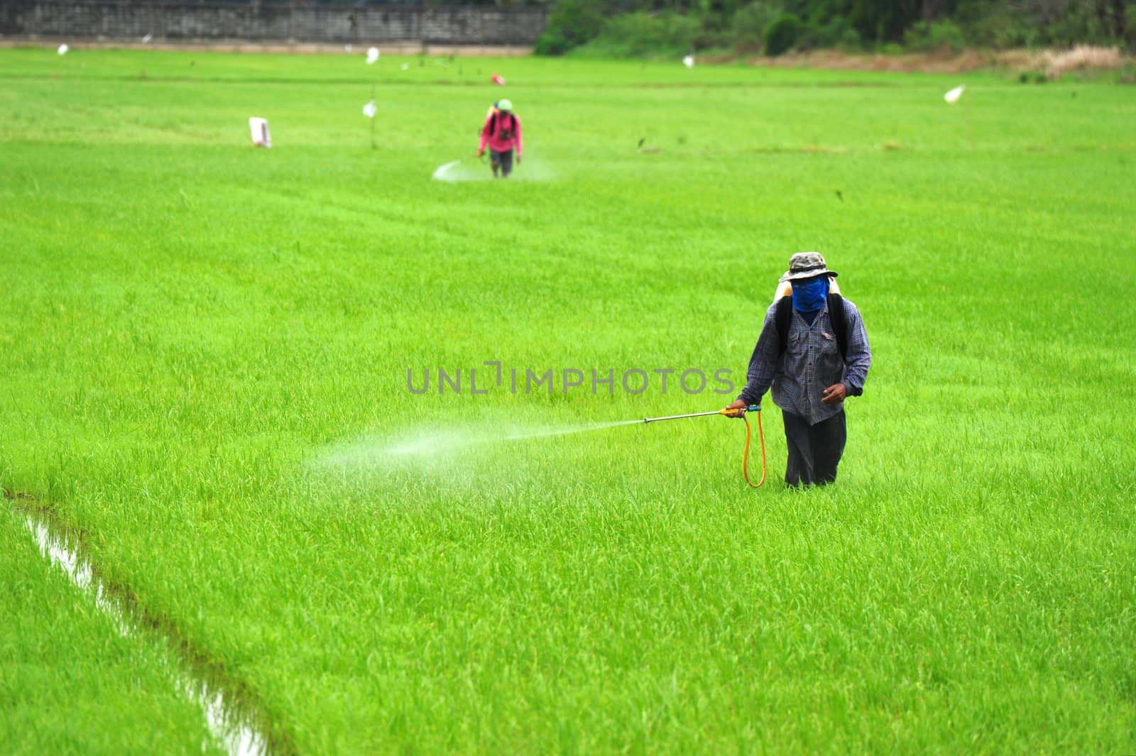 Farmer spraying pesticide