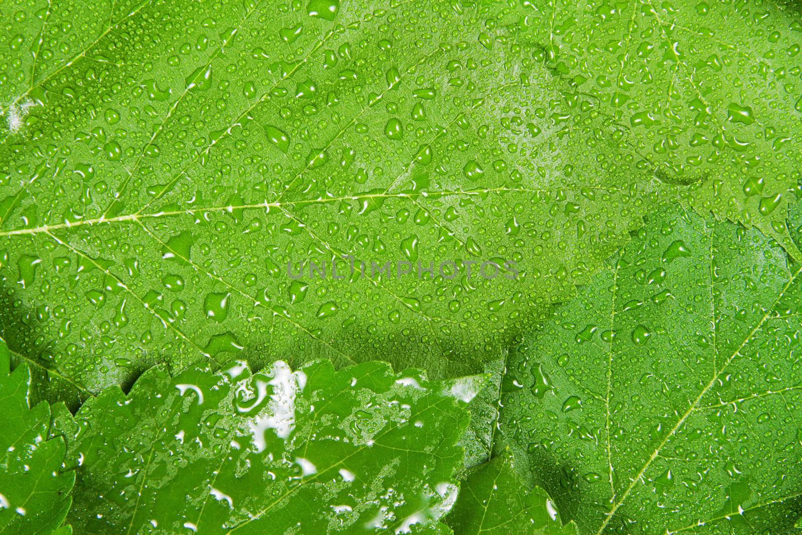 Green leaves background, close up studio photo