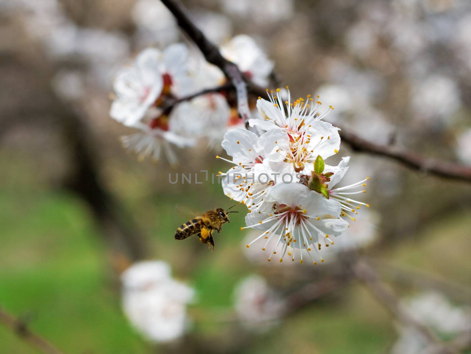 Bee gathering nectar in a garden