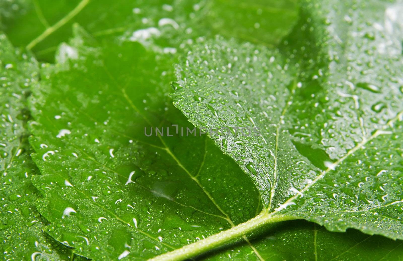 Green leaves background, close up studio photo