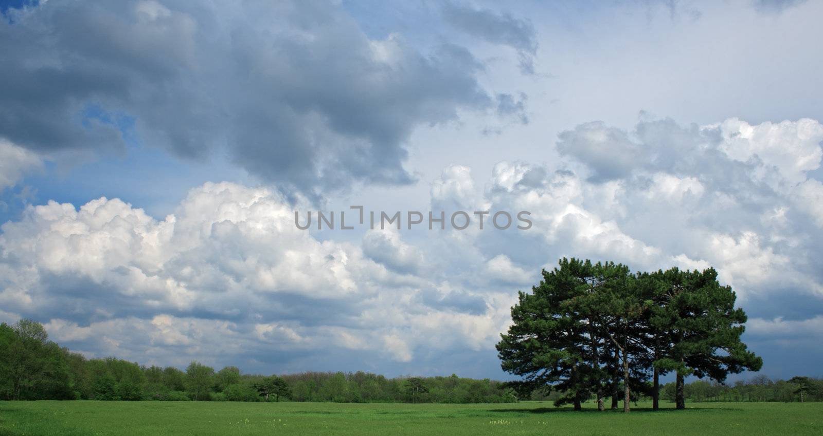 Cloudy sky over a tree by Gdolgikh