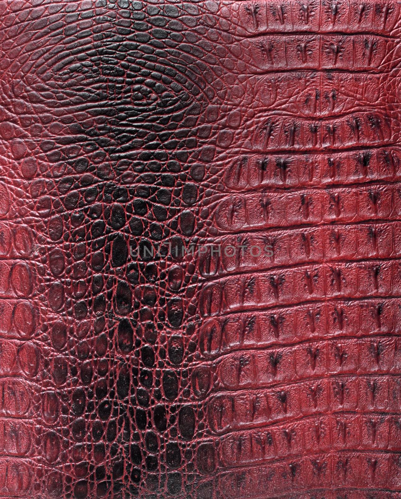 Texture of a reptile skin by Gdolgikh