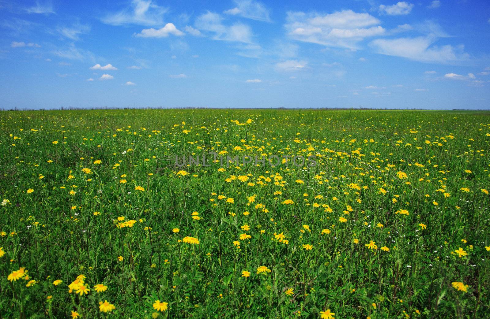 Green meadow with yellow flowers on a sunny day