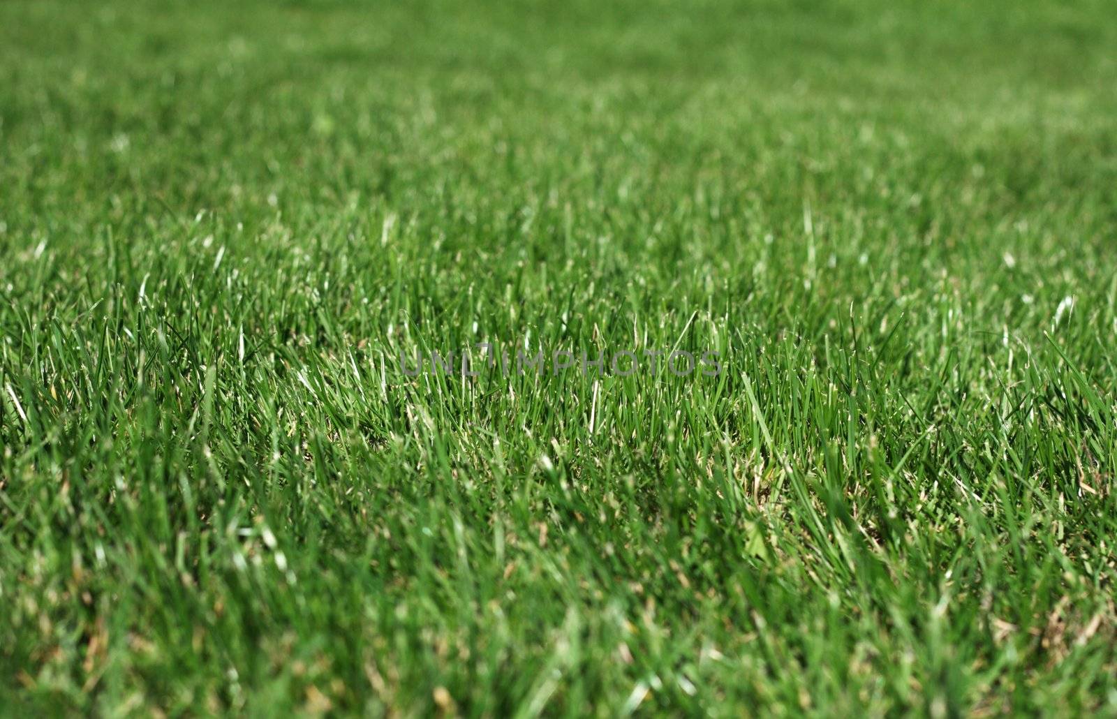 Close-up photo of fresh green grass, shallow depth of field