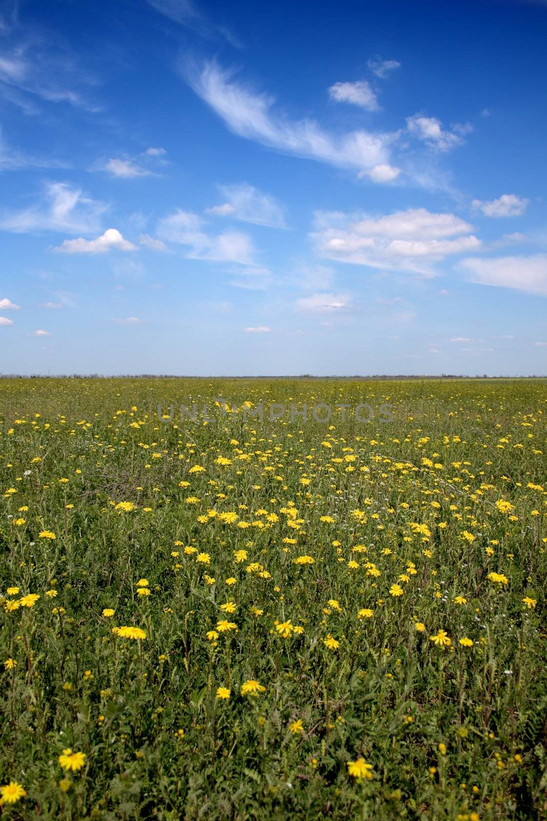 Flower field under blue sky by Gdolgikh