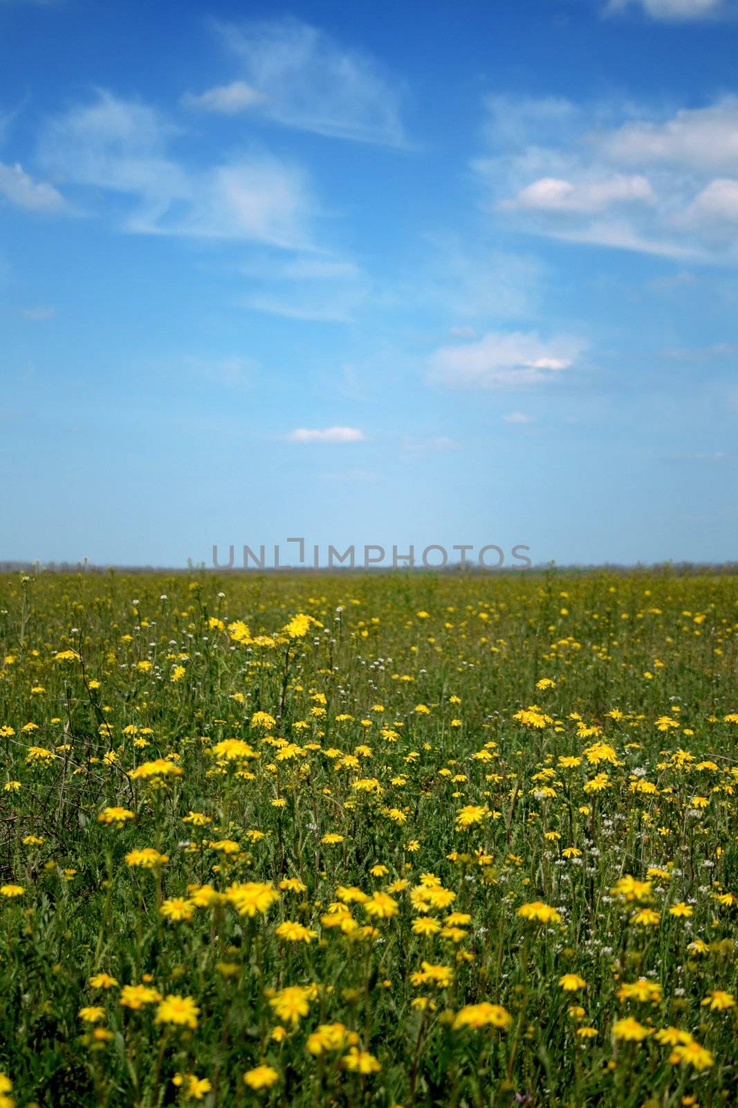 Meadow with flowers on a calm sunny day