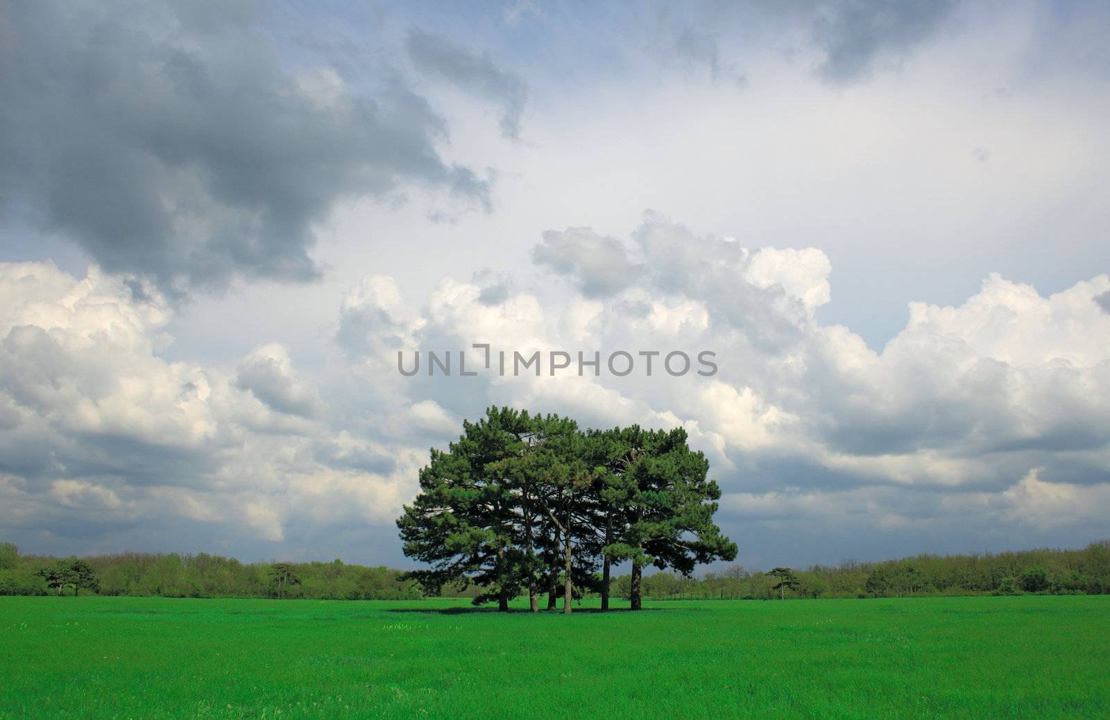 Beautiful landscape with several trees in the center of a green field