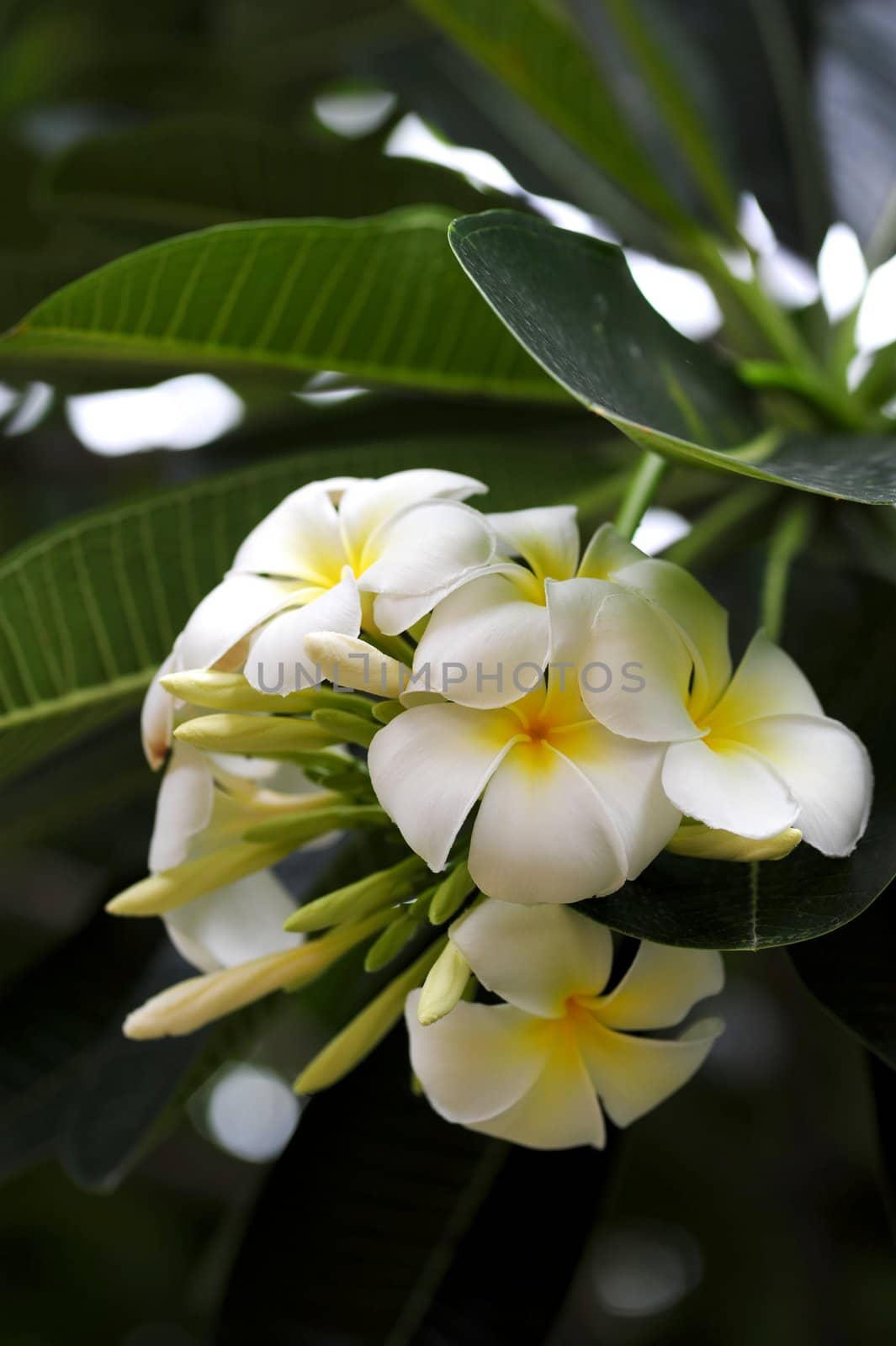 Frangipani flowers