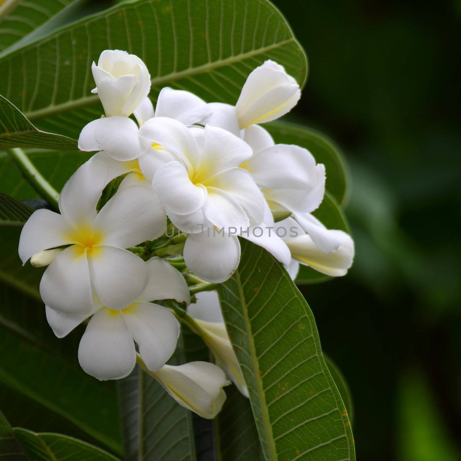 Frangipani flowers by antpkr