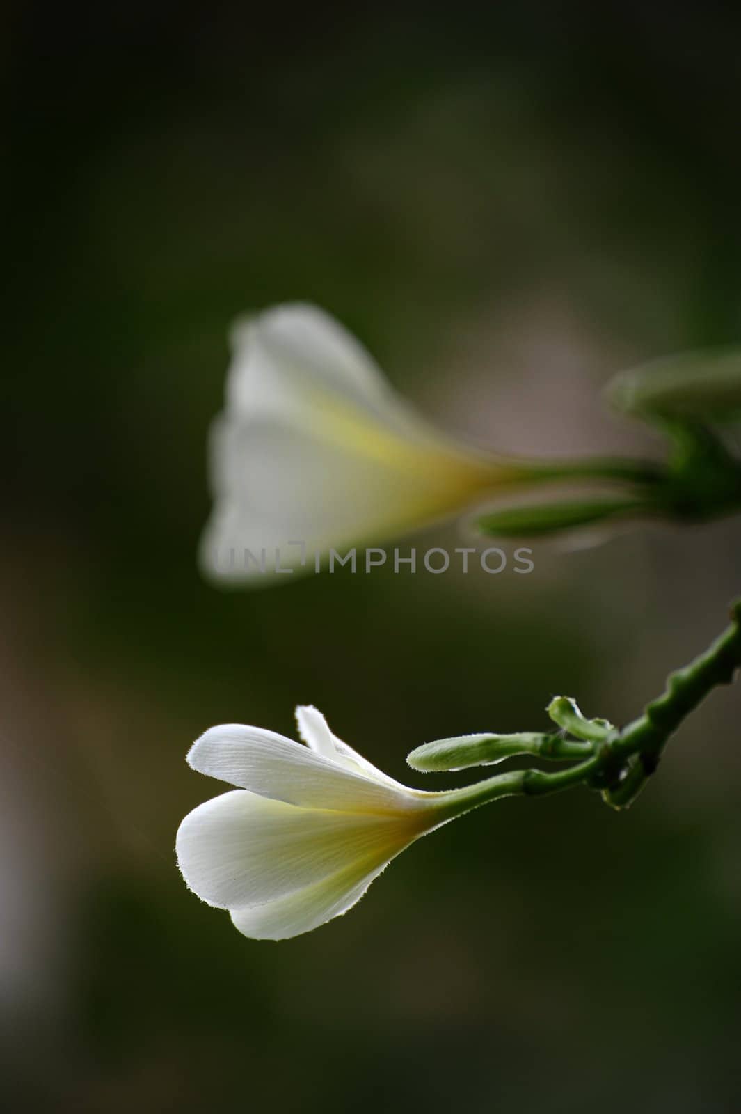 Frangipani flowers