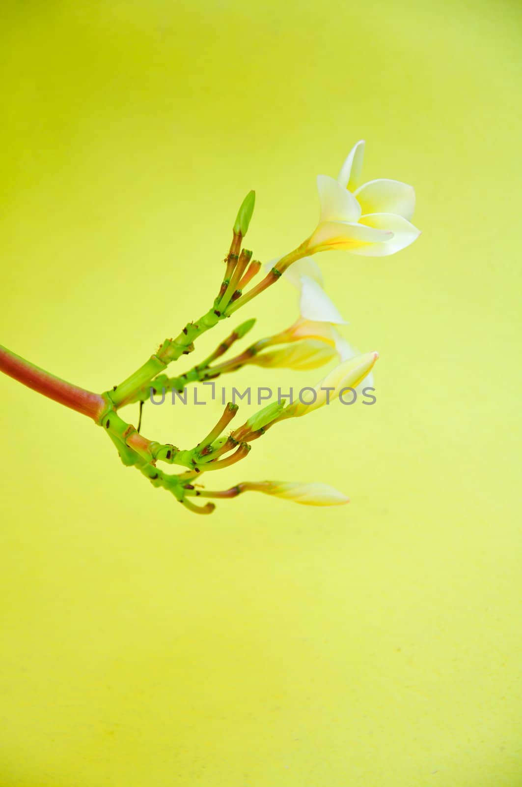 frangipani plumeria