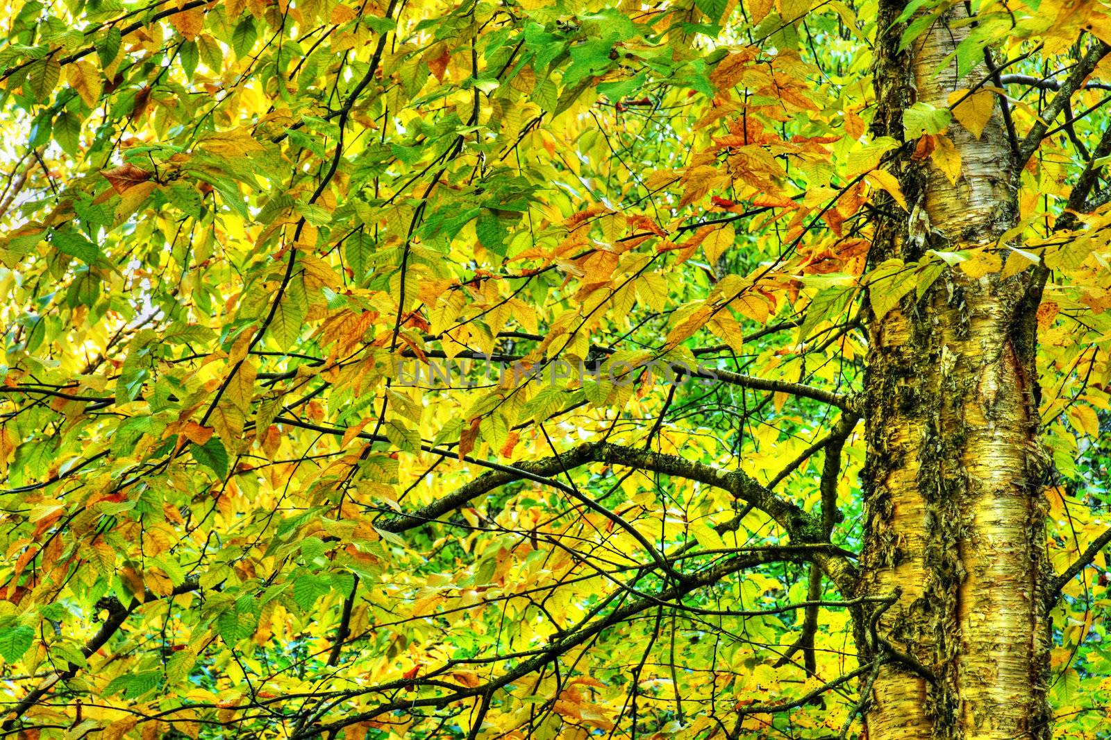 Dramatic hdr of yellow birch during fall by Mirage3