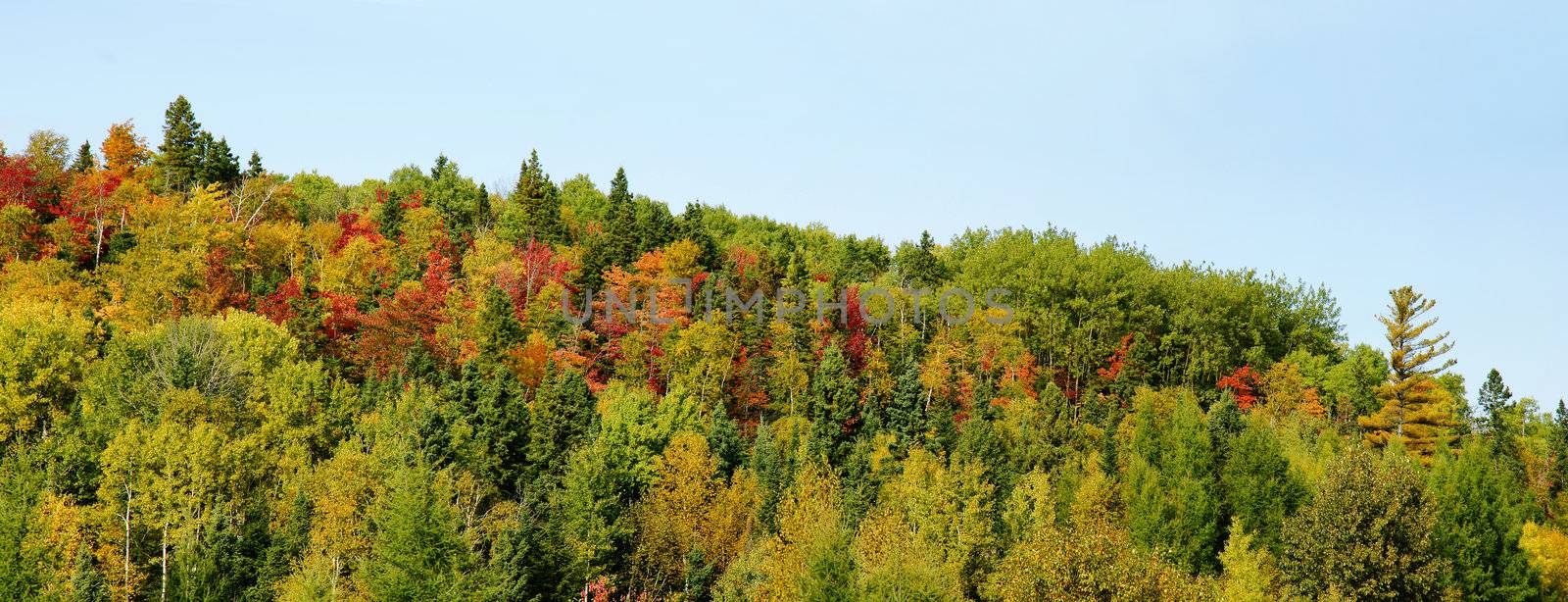 Panorama of mountain with colorful trees by Mirage3
