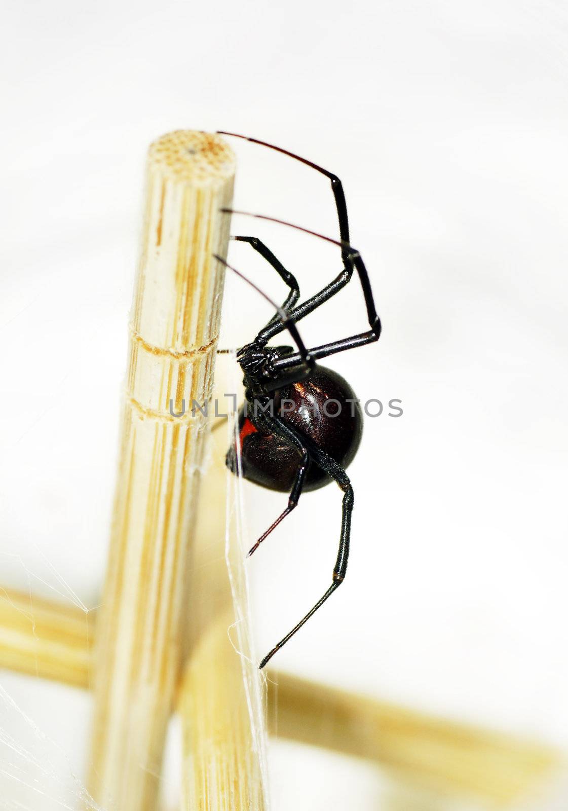 Side view of a beautiful and deadly female black widow spider, Latrodectus hesperus, with visible bright red hourglass shape underneath her abdomen.
