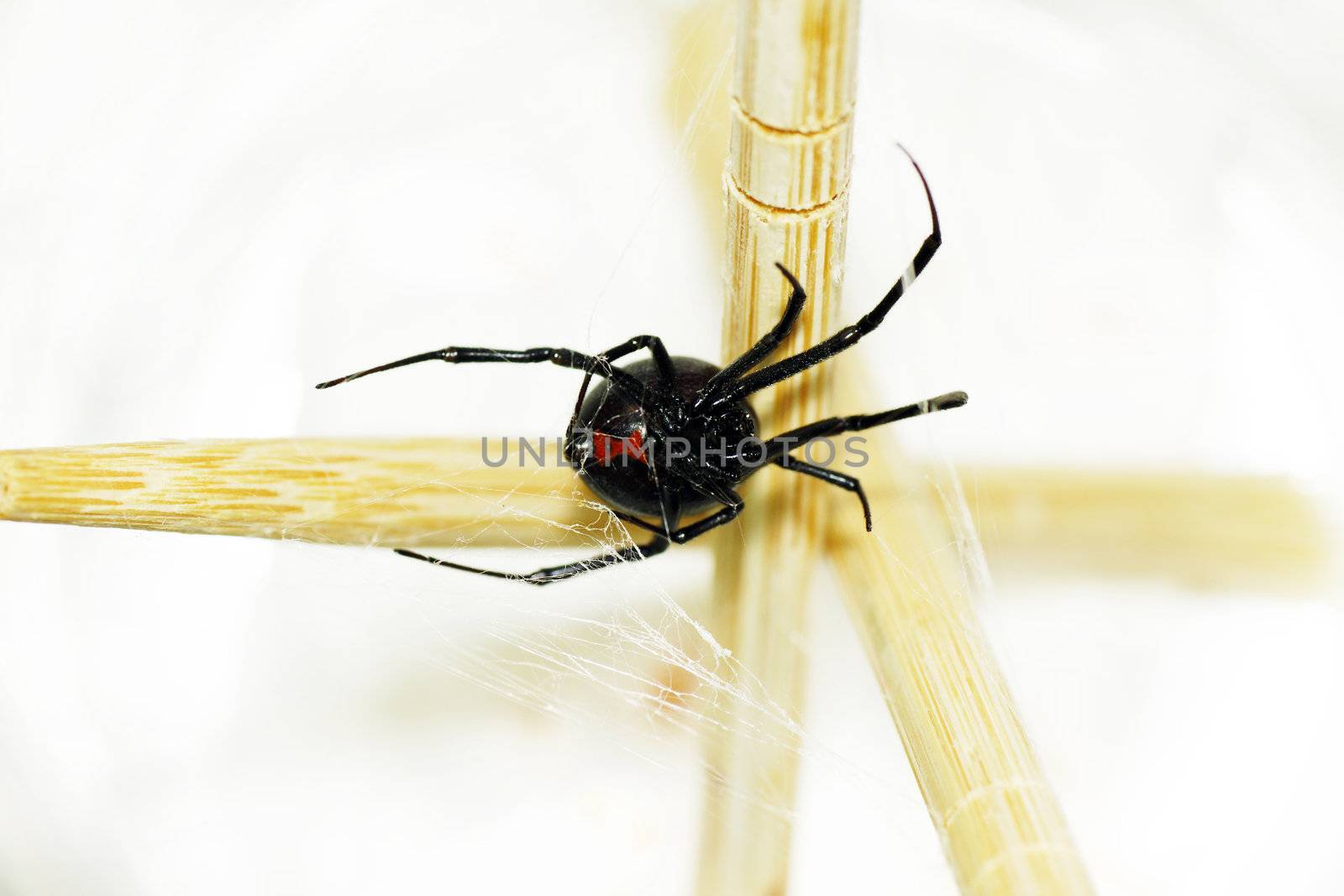 Belly of a black widow spider by Mirage3