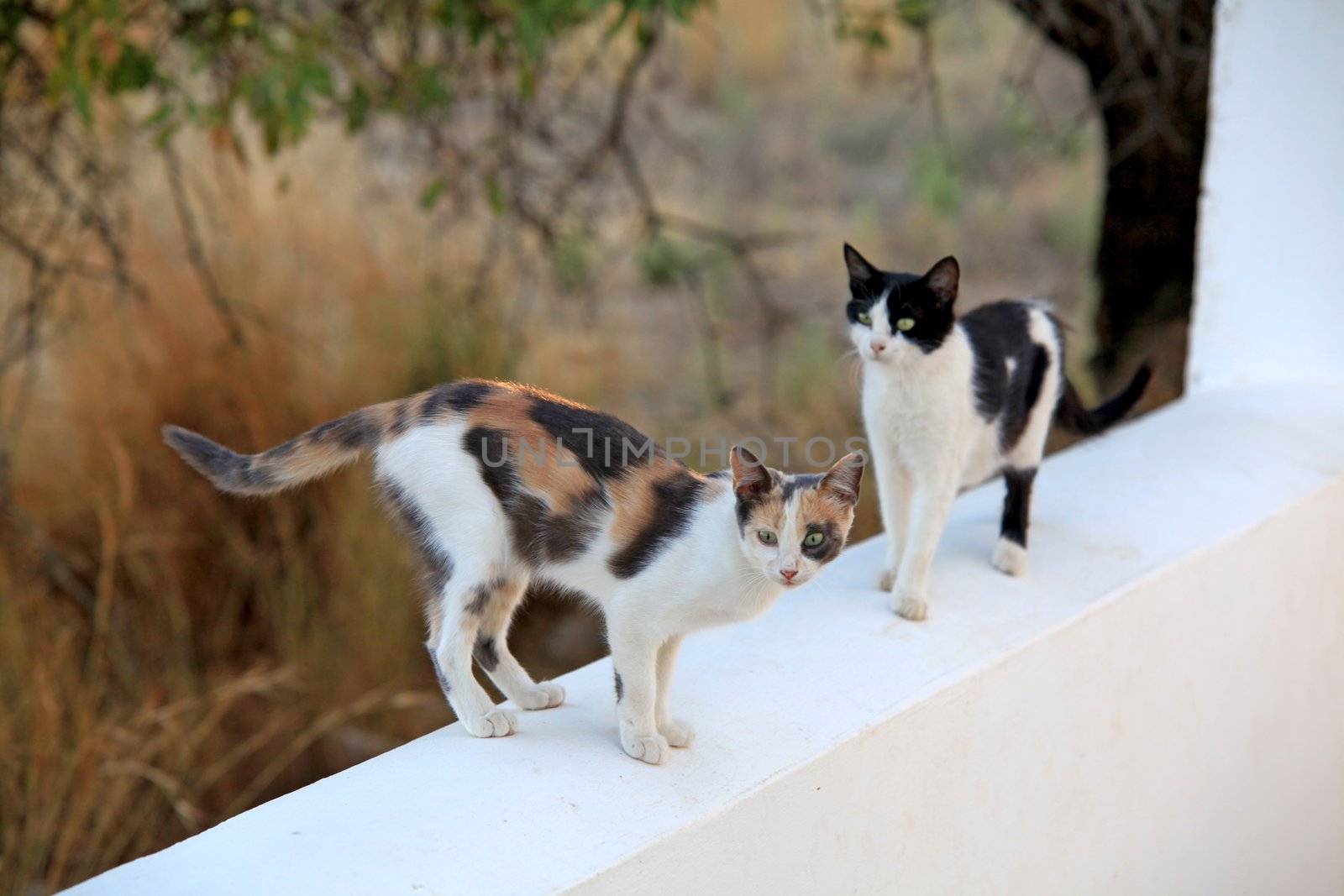 Greek cats on wall with focus on first cat 