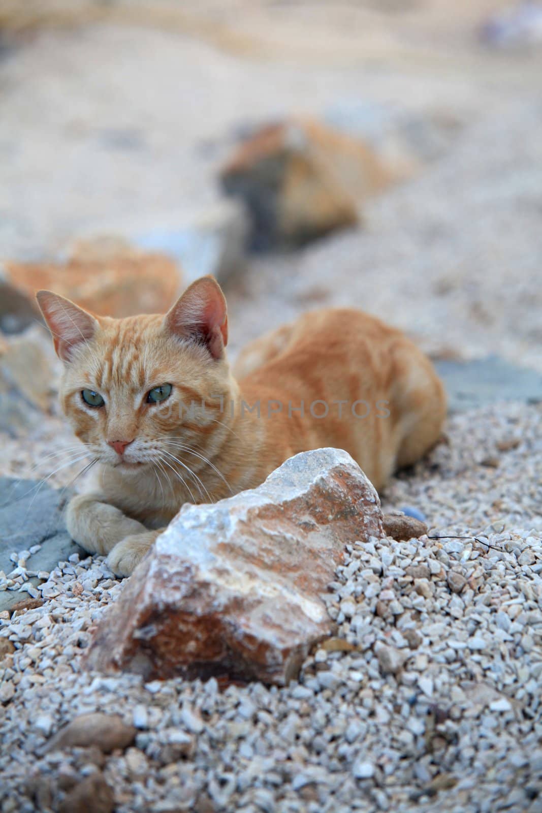 Ginger Cat by olliemt