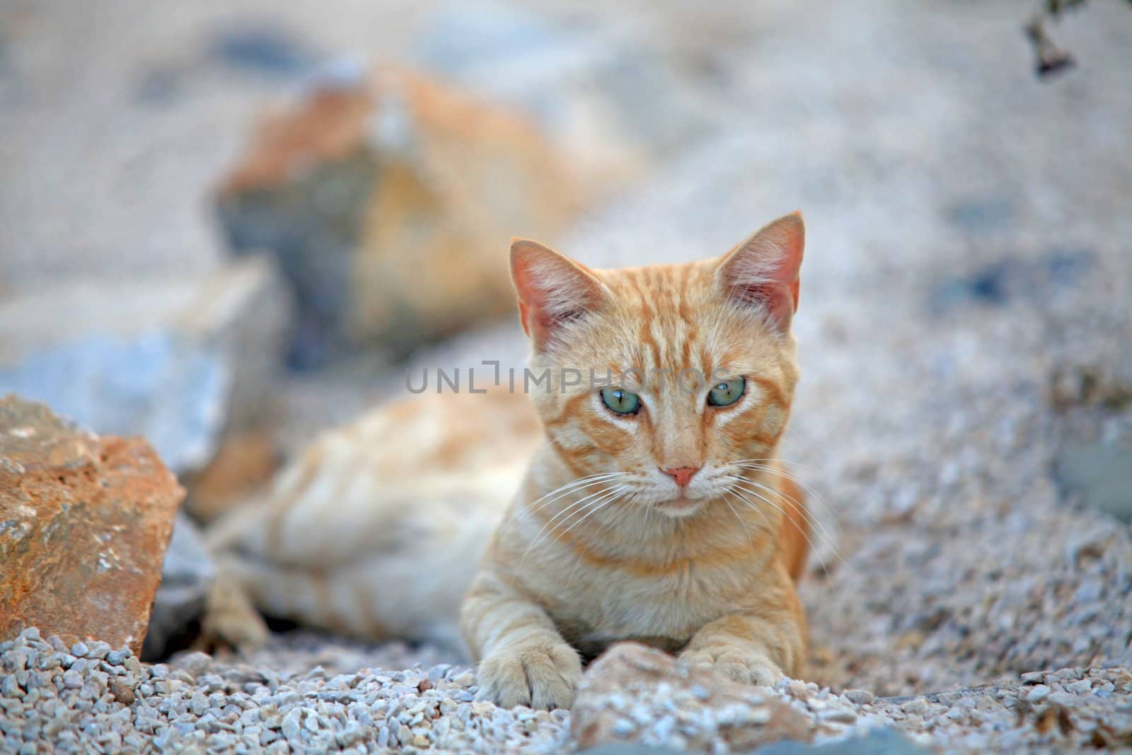 Ginger greek cat with focus on its face