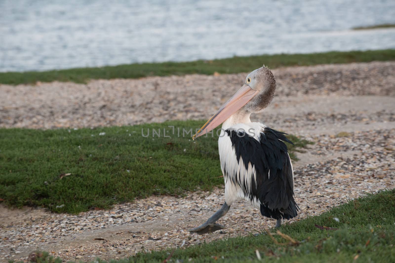 Pelican walking along the Beach with grass in the foreground, and water in background