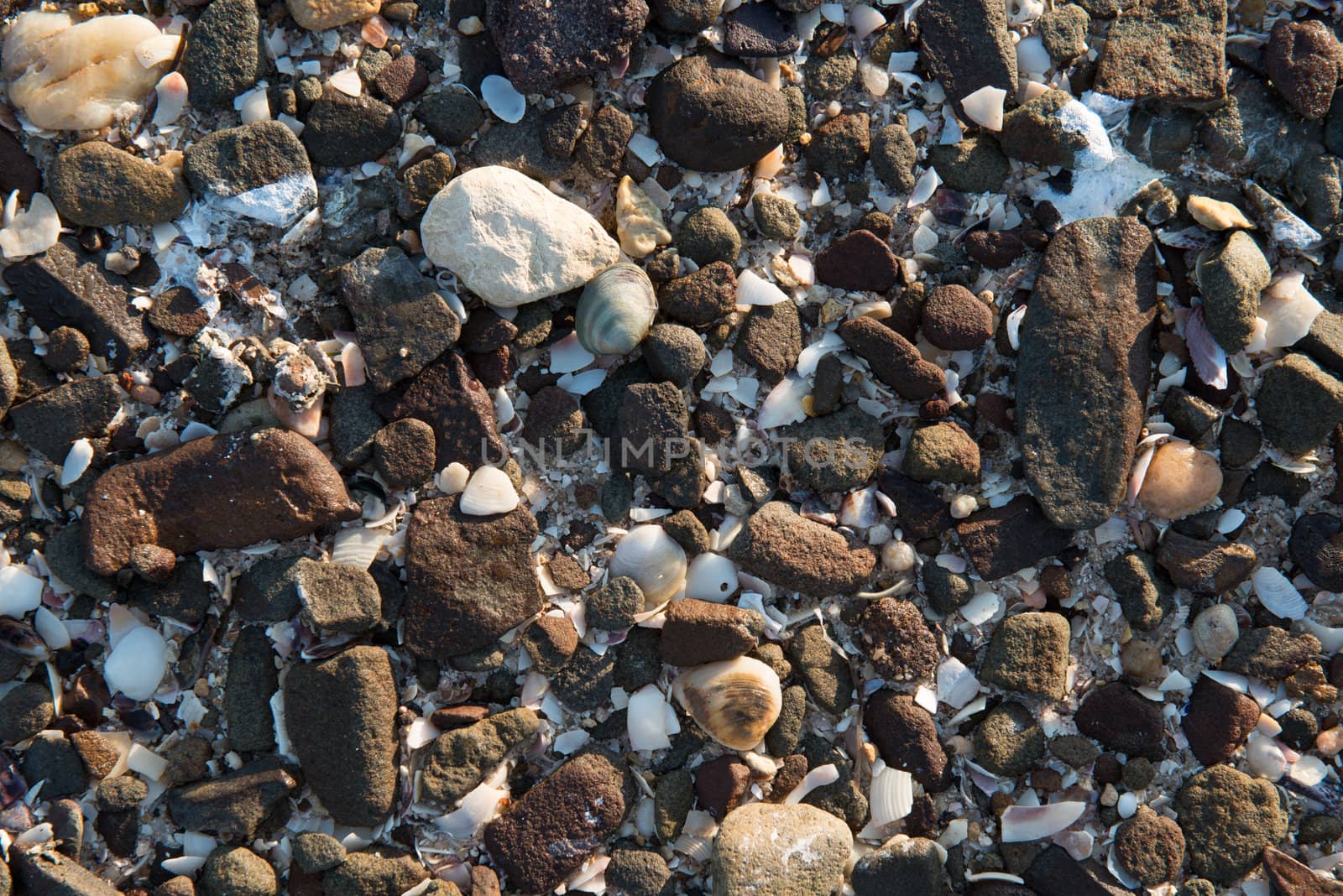 Rocky and sea shell beach background made of many rocks, shells and sand