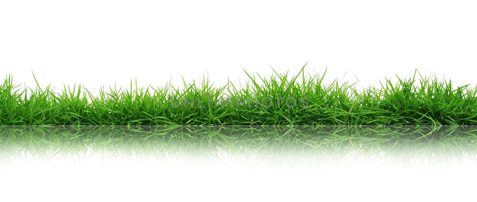 Grass Isolated on white