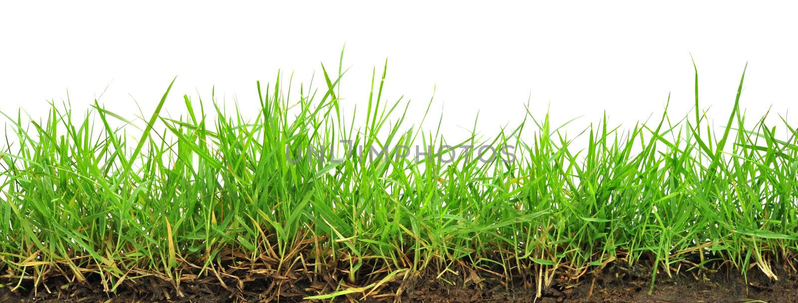 Grass on white background