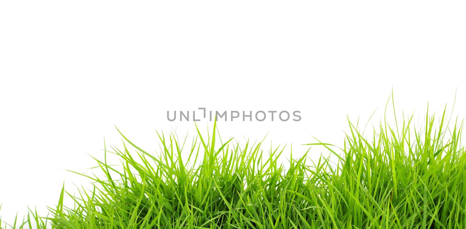 Grass on White