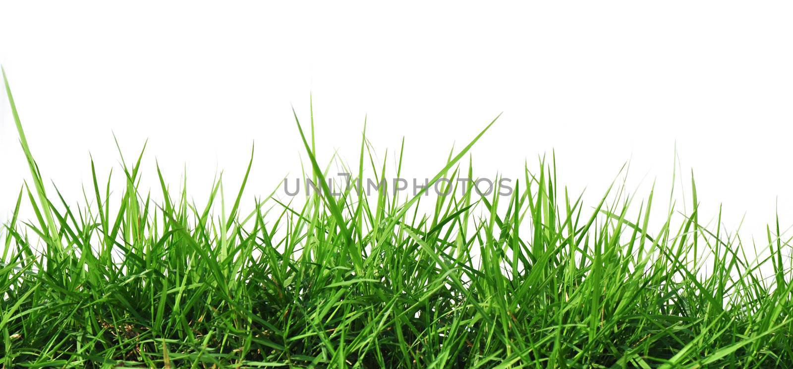 grass by antpkr