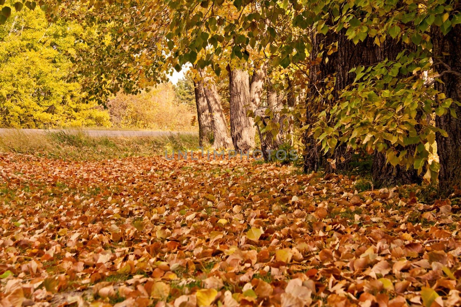 autumn leaves on the ground with trees