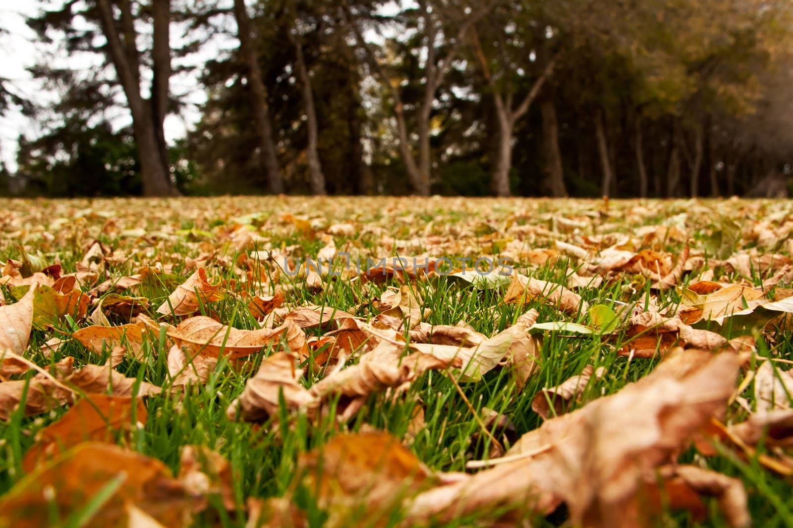 Autumn Leaves On The Ground by RachelD32
