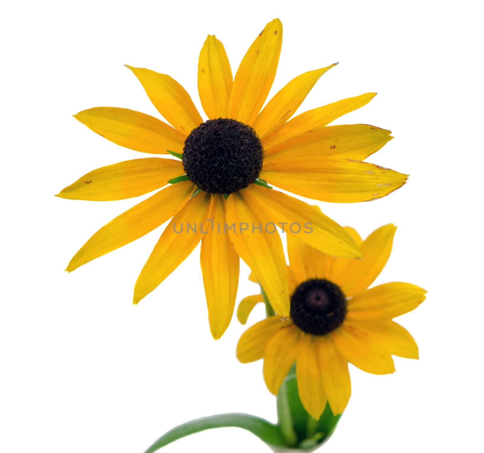 Rudbeckia coneflower flower isolated on white background.
