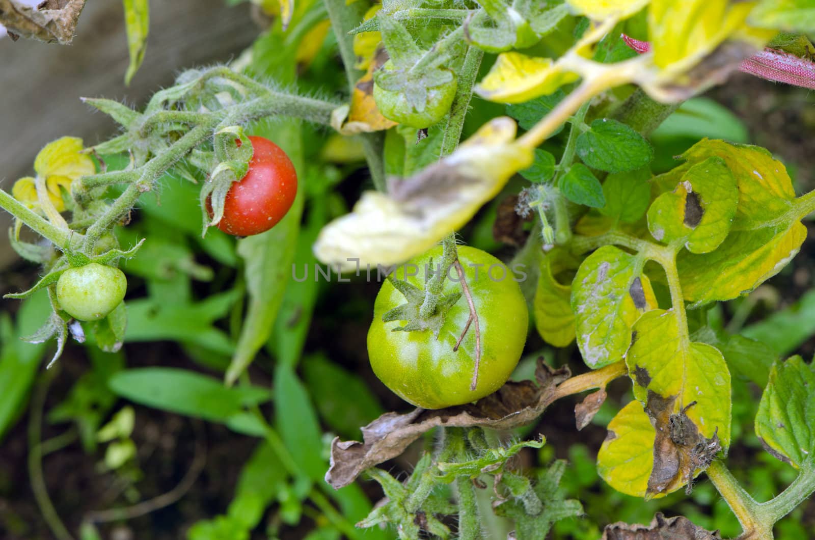 Green raw and red ripe tomatoes grow in greenhouse summer.