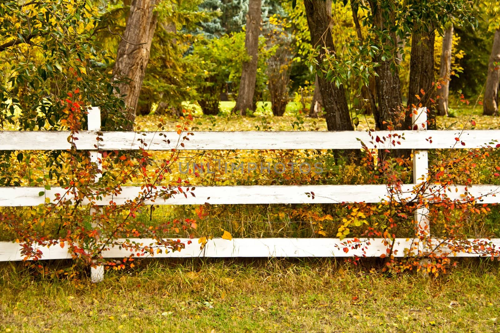 Autumn Fence by RachelD32