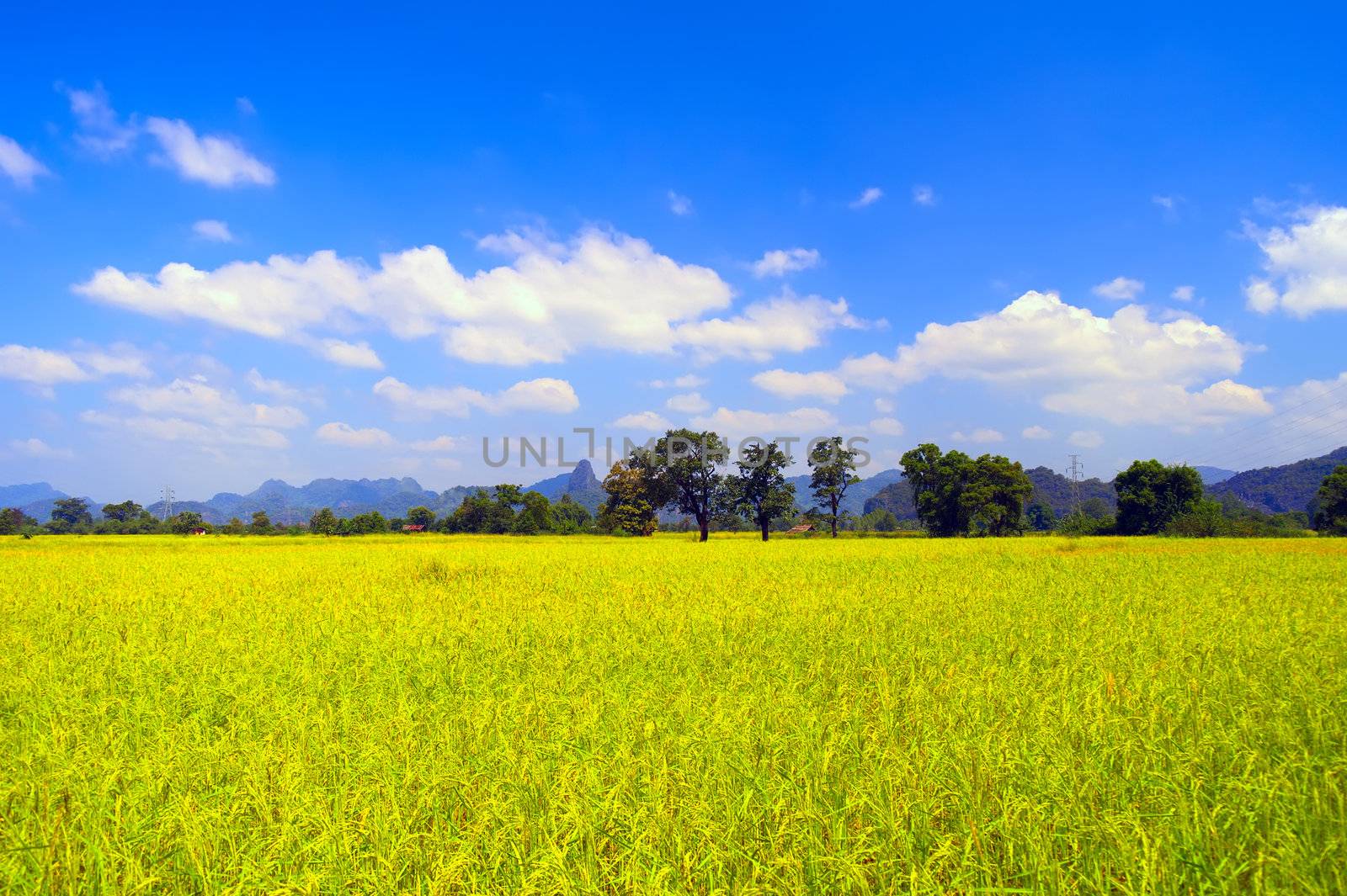 The field is located 8 km northeast of Thakhek near Tham Xang Cave.