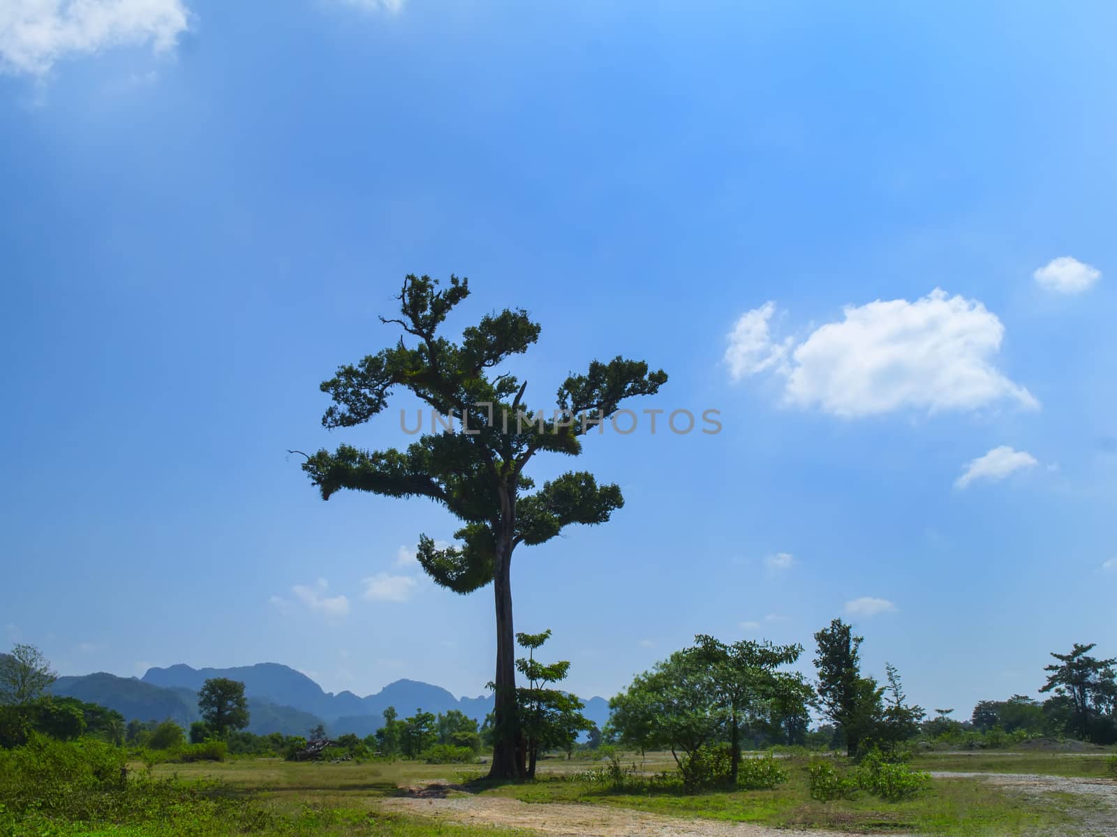 Lonely tree. Laos. by GNNick