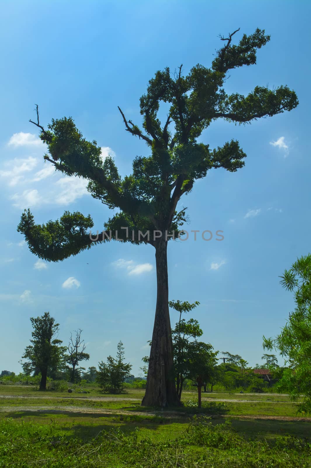 Tree located 8 km northeast of Thakhek. Laos.