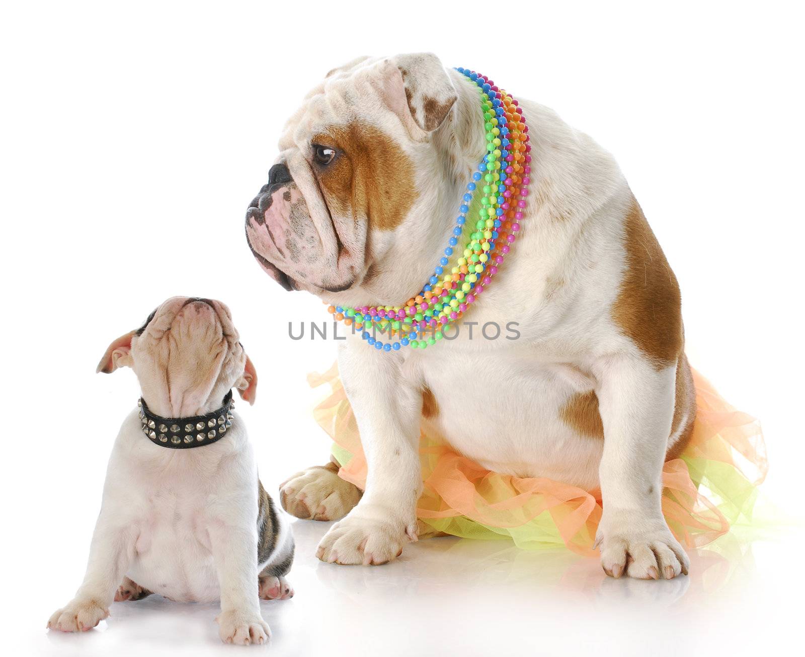 english bulldog mother sitting with puppy looking up at her face with reflection on white background
