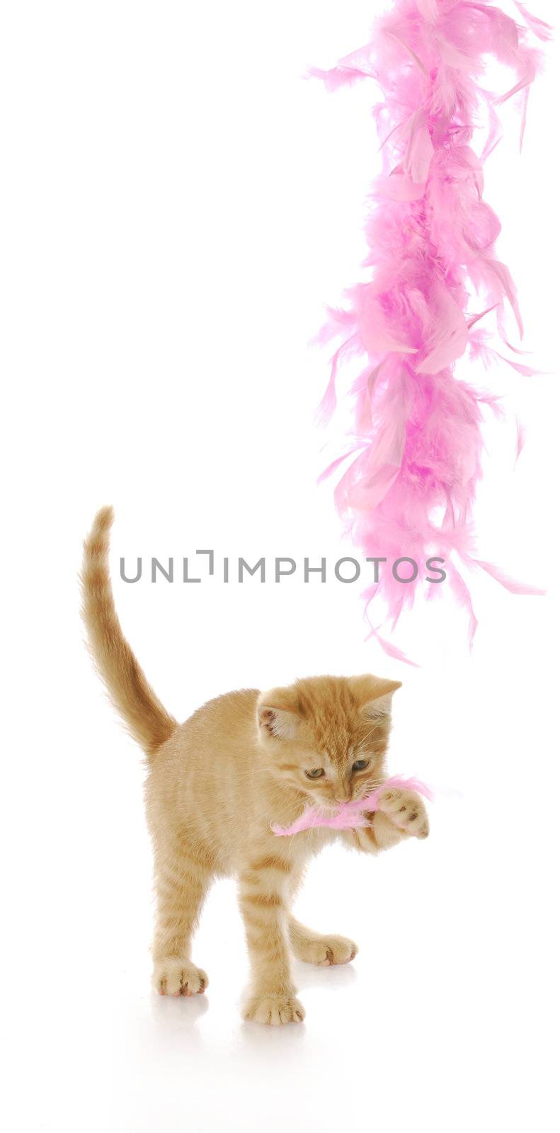 kitten playing - nine week old kitten playing with pink feather boa with reflection on white background