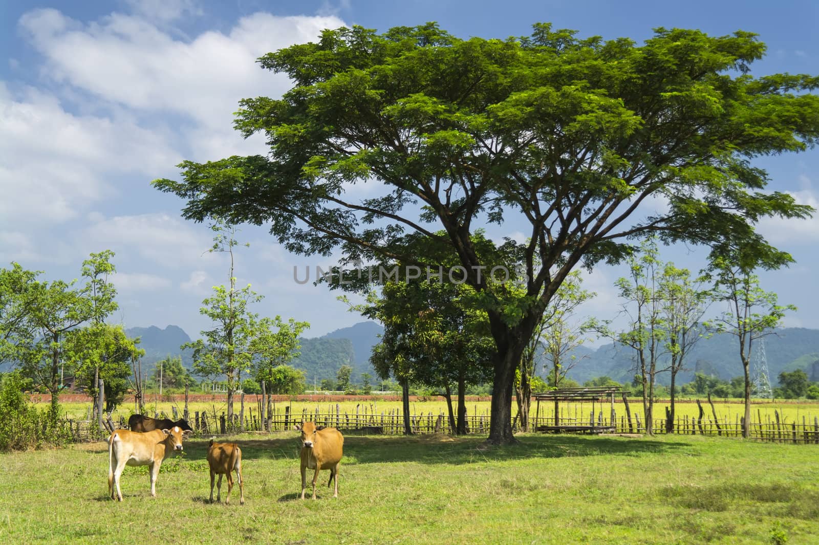 Tree and cows. Laos. by GNNick